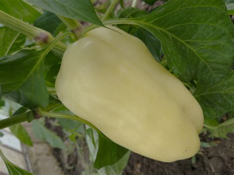 schéma rozdelenia odrôd papriky podľa využitia v kuchyni