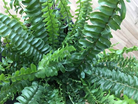 Nefrolepka vznešená s charakteristickými prevísajúcimi listami