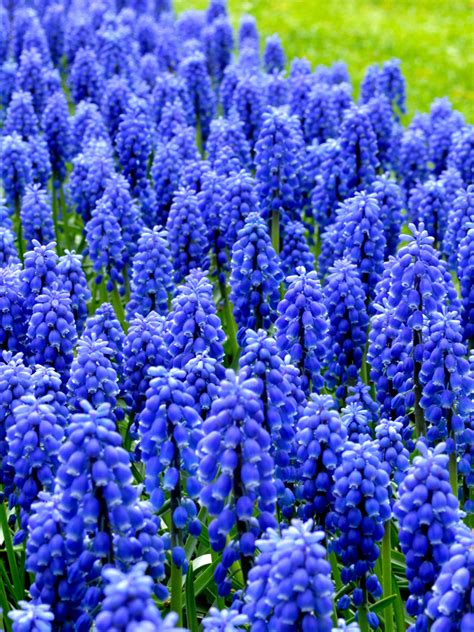 Detailný záber na kvitnúce strapce modrice (Muscari armeniacum) v jarnej záhrade.