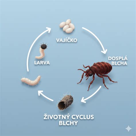 Detailná schéma životného cyklu pásavky zemiakovej: vajíčko, larva (4 štádiá), kukla a dospelý jedinec