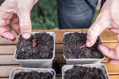 Nákres správnej hĺbky výsevu semien borovice do substrátu v kvetináči.