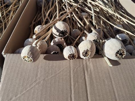 Schéma znázorňujúca anatómiu zdravej orchidey so zdravými koreňmi a kvetnou stonkou