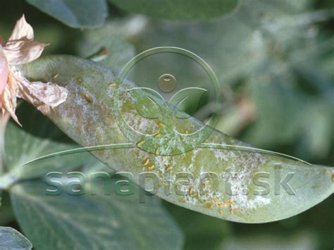 Detailná fotografia listu napadnutého strapkami s typickými striebristými škvrnami a trusom škodcu