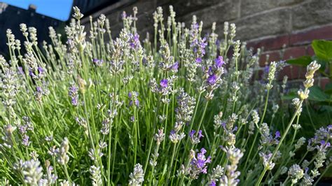 detail výsadbovej jamy pre levanduľu s drenážnou vrstvou