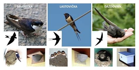 Vizualizácia rozdielu medzi otvoreným hniezdom lastovičky a uzavretým hniezdom belorítky