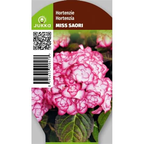 Detailný záber na dvojfarebné súkvetia hortenzie 'Miss Saori' s bielym stredom a ružovým lemovaním.