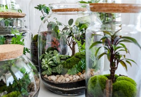 Koláž vhodných rastlín do terária: papraď, fitónia, orchidea, mach