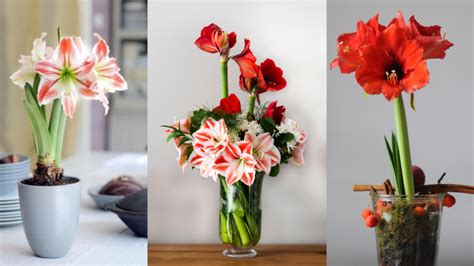 Kvitnúca zornica (Hippeastrum) v elegantnom kvetináči