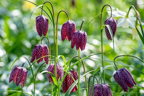 Korunkovka kráľovská (Fritillaria imperialis) v nádobe