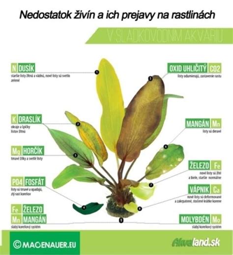 infografika o príznakoch nedostatku horčíka u rôznych rastlín