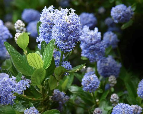 Detail kvetov a listov Ceanothus Repens