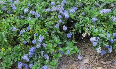 Ceanothus Repens ako pôdopokryvná rastlina v záhrade