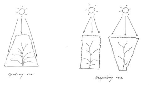 Schéma správneho rezu živého plota