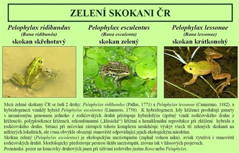 Detail znášky vajíčok skokana zeleného prichytenej na vodnej vegetácii