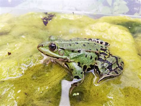Fotografia pulca skokana zeleného v detailnom zábere