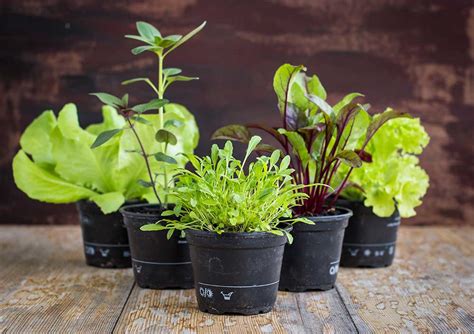 Ilustrácia rôznych druhov zeleninových priesad pripravených na výsadbu.