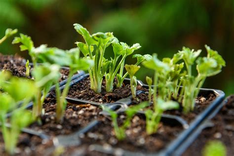 ilustračné foto: mladé sadenice zeleru v sadbovačoch