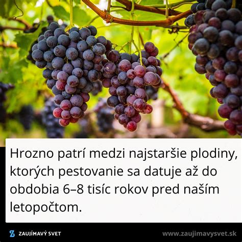 Zrelé bobule hrozna na viniči