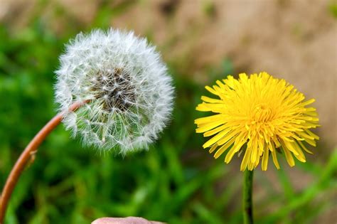 Detailná fotografia púpavy lekárskej a iných burín so žltými kvetmi v trávniku
