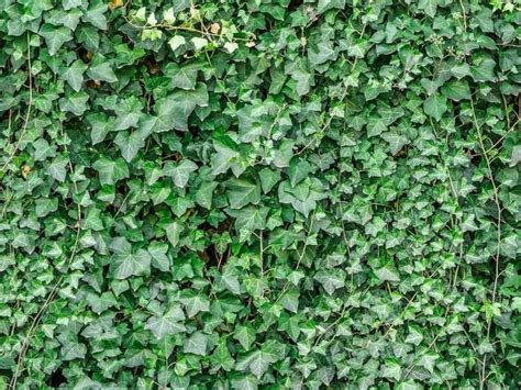 Fotografia brečtanu ako pôdopokryvnej rastliny na suchšom mieste