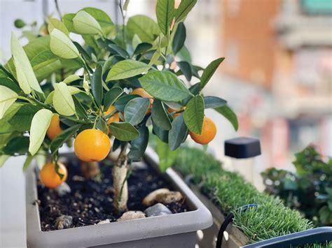 citrus v kvetináči na slnečnom balkóne