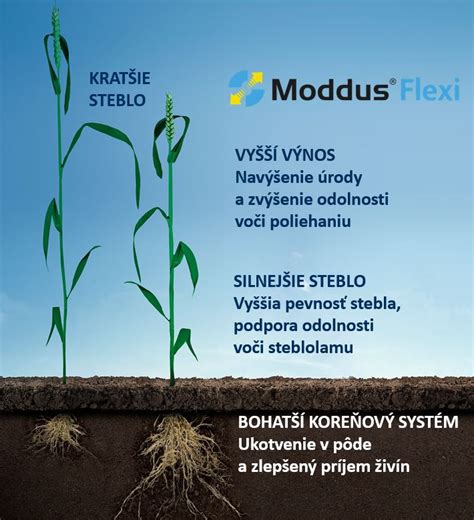 Infografika správneho postupu pri príprave kyslomilného záhona pre kľukvu