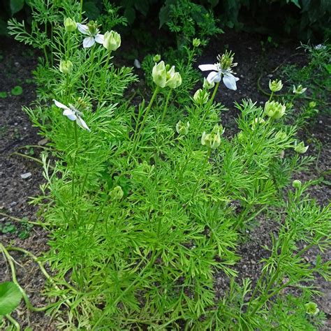 Detailná fotografia kvetu Nigella sativa s typickými nitkovitými listencami a zrelou semennou tobolkou.