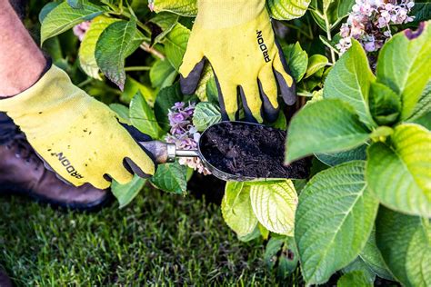 ilustračná fotografia mulčovania pôdy okolo hortenzie