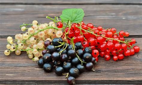 Rozdiel v raste a rodivom dreve ríbezle čiernej a červenej/bielej