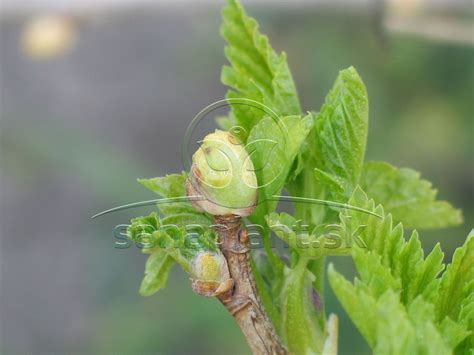 Zdurené puky ríbezlí spôsobené vlnovníkom ríbezľovým