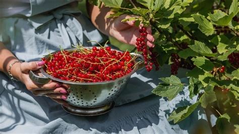 Zdravý krík ríbezlí s bohatou úrodou červených plodov