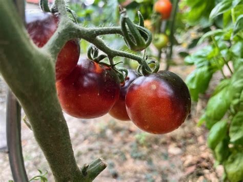 Čierne paradajky Indigo Rose na kríku s charakteristickou tmavou farbou