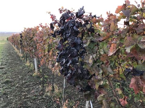 Fotografia hotovej drôtenej konštrukcie so sadenicami viniča