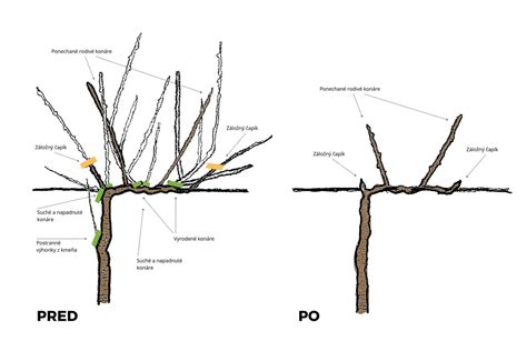 Ilustrácia zimného a letného rezu viniča