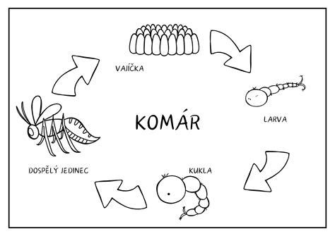 Infografika: Životný cyklus komára a miesta liahnutia lariev