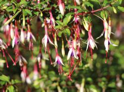 detail žltnúcich listov fuchsie