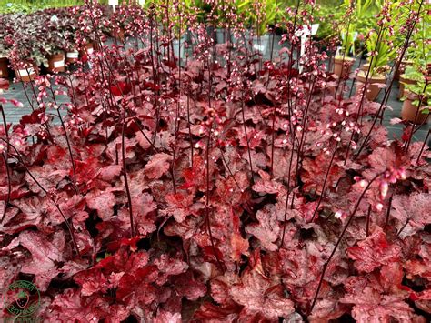 Tematické foto dráča Thunbergovho s výraznými listami