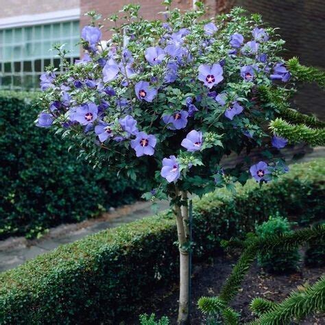 Záhradný ibištek v plnom kvete s detailom na veľké kvety