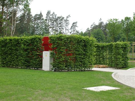 schéma rezu živého plota z hrabu