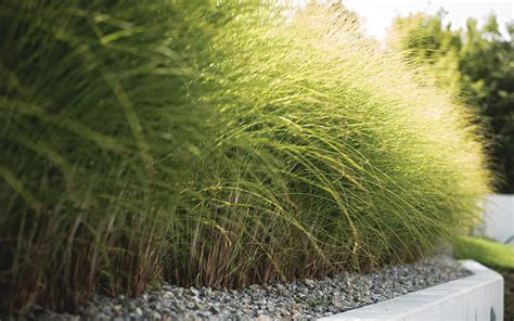 Detail súkvetia okrasnej trávy