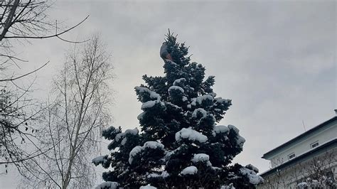 Tematické foto ihličnatého stromu v záhrade