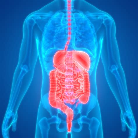 Infografika: Vedľajšie účinky antibiotík na ľudský organizmus