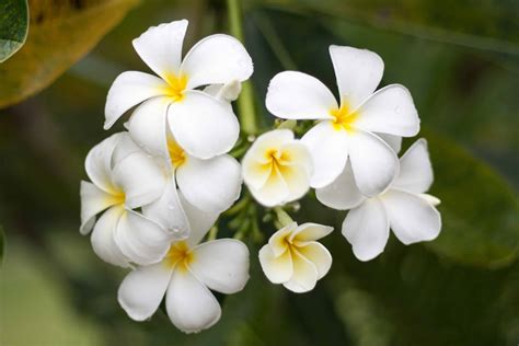 Detail exotického kvetu frangipani (plumérie) v rôznych farbách