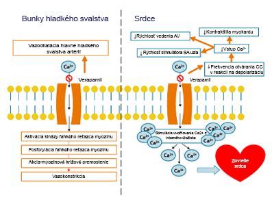 Infografika: Mechanizmus účinku alicínu na cievy