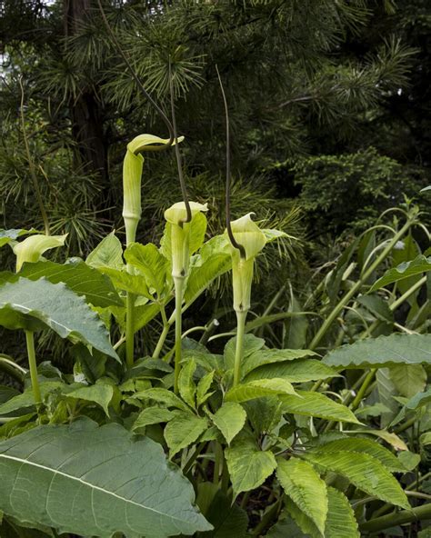 Arisaema tortuosum v plnom kvete s bičíkovitým toulcom