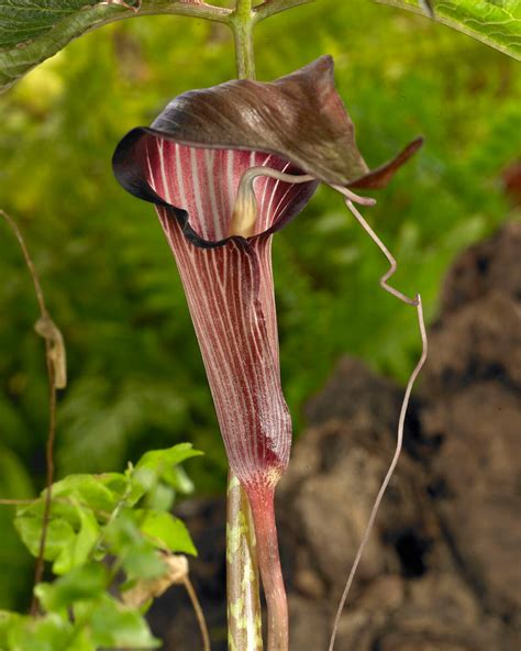 Detail kvetenstva Arisaema speciosum s výraznými pruhmi