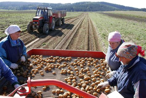 Príklad úradnej návesky na obale sadbových zemiakov