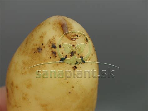 Ilustrácia rastu zemiakov a procesu kopcovania