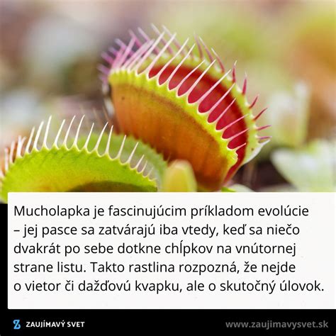 Schéma evolúcie mäsožravých rastlín a ich adaptácie na chudobné pôdy