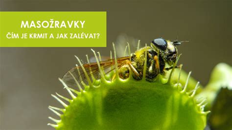 Detail mucholapky podivnej s otvorenou pascou
